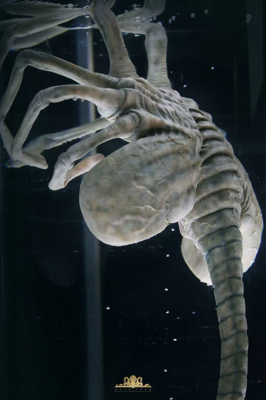 [Pre-Order] Deep Tale Studio - Statue - Alien - Facehugger Stasis Chamber